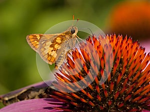 Peck's Skipper