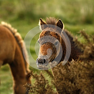 Pecking From The Bracken