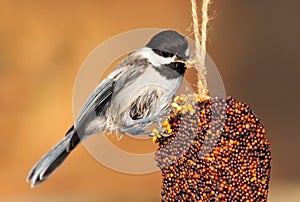 Pecking Chickadee