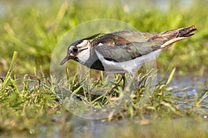 pecking Female Northern lapwing