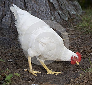 Pecking hen