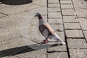 Pecking pigeons on market place