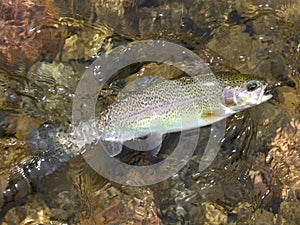Pecos River Rainbow