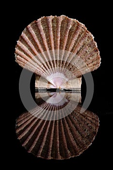 Pecten jacobaeus