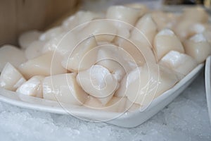 Pecten maximus or  great scallop, king scallop, St James shell or escallop fresh and open ready to cook