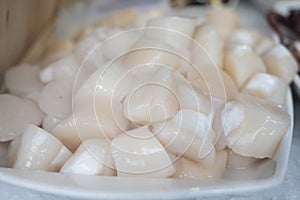 Pecten maximus or  great scallop, king scallop, St James shell or escallop fresh and open ready to cook