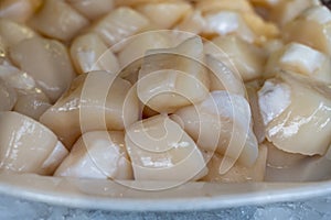 Pecten maximus or  great scallop, king scallop, St James shell or escallop fresh and open ready to cook