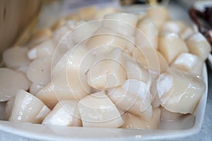 Pecten maximus or  great scallop, king scallop, St James shell or escallop fresh and open ready to cook