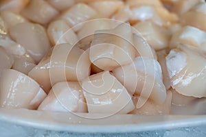 Pecten maximus or  great scallop, king scallop, St James shell or escallop fresh and open ready to cook