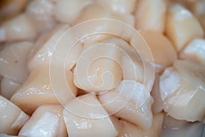Pecten maximus or  great scallop, king scallop, St James shell or escallop fresh and open ready to cook