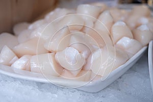 Pecten maximus or  great scallop, king scallop, St James shell or escallop fresh and open ready to cook