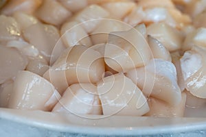 Pecten maximus or  great scallop, king scallop, St James shell or escallop fresh and open ready to cook