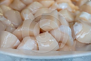 Pecten maximus or  great scallop, king scallop, St James shell or escallop fresh and open ready to cook photo