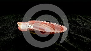 Pecten Seashell on a black sand HD