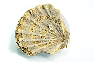 Pecten shell, fossil, white background