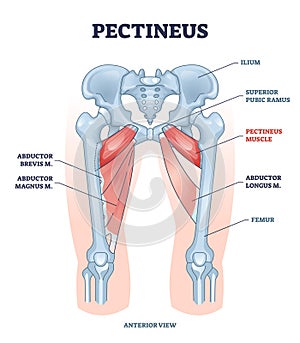 Pectineus muscle with leg abductor brevis and magnus location outline diagram