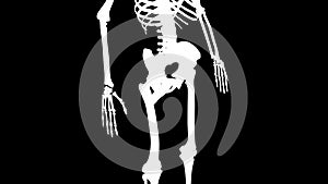 Pectineus muscles on skeleton