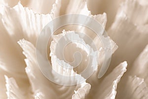 Pectinia macro image. Nature close-up background image. Pectinia sp. coral photo