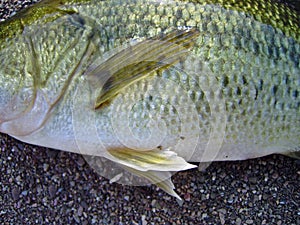 Pectoral fin of a Black Bass, Micropterus salmoides.