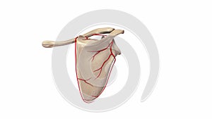 Pectoral Girdle with Arteries