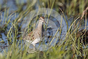 Pectoral Sandpiper bird photo