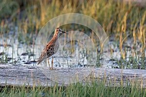 Pectoral Sandpiper bird