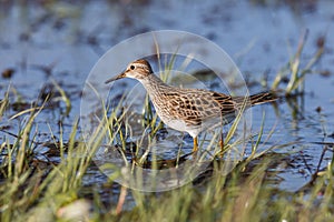 Pectoral Sandpiper bird