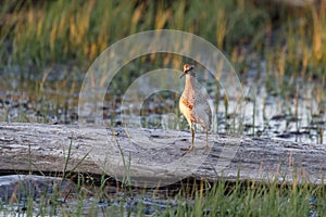 Pectoral Sandpiper bird photo