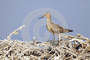 Pectoral Sandpiper bird