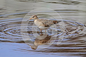 Pectoral Sandpiper (Calidris melanotos)