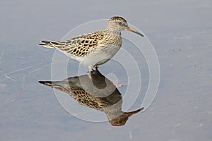 Pectoral Sandpiper (Calidris melanotos) photo