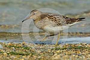 Pectoral Sandpiper - Calidris melanotos photo