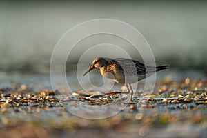 Pectoral Sandpiper feeding at seaside beach