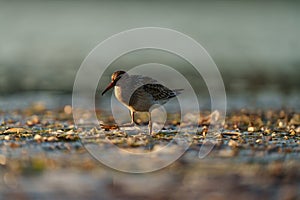 Pectoral Sandpiper feeding at seaside beach