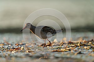 Pectoral Sandpiper feeding at seaside beach