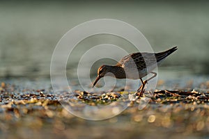 Pectoral Sandpiper feeding at seaside beach photo