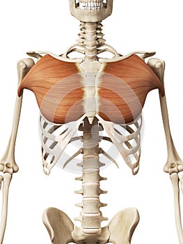 The pectoralis major