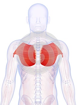 The pectoralis major