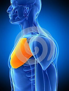 The pectoralis major