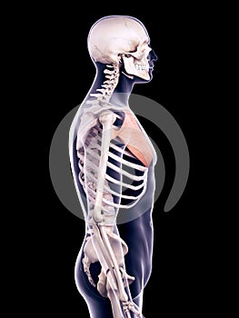 The pectoralis major