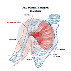 Pectoralis major muscle as human chest muscular anatomy outline diagram