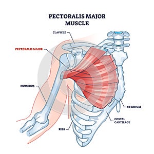 Pectoralis major muscle as human chest muscular anatomy outline diagram photo