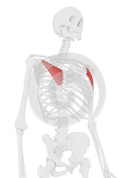 The Pectoralis Minor