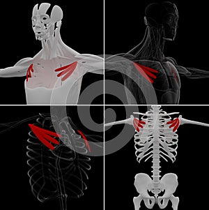 pectoralis minor