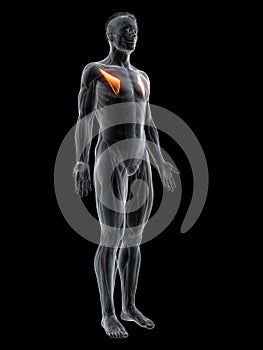 The pectoralis minor