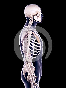 The pectoralis minor