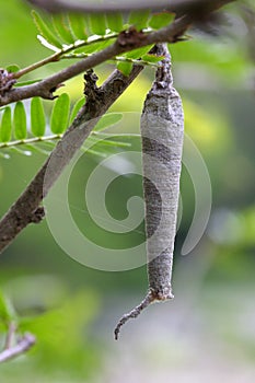 A peculiar cocoon hung on a branch