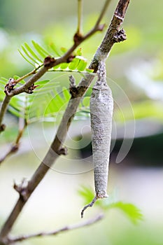 A peculiar cocoon hung on a branch photo