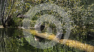 Peculiar detail about the famous killer lake with wild duck family in Transylvania, Romania.