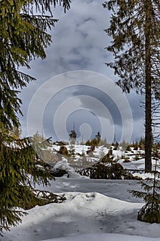 Peculiar landscape with pine trees and clearings wintertime typical in Transylvania